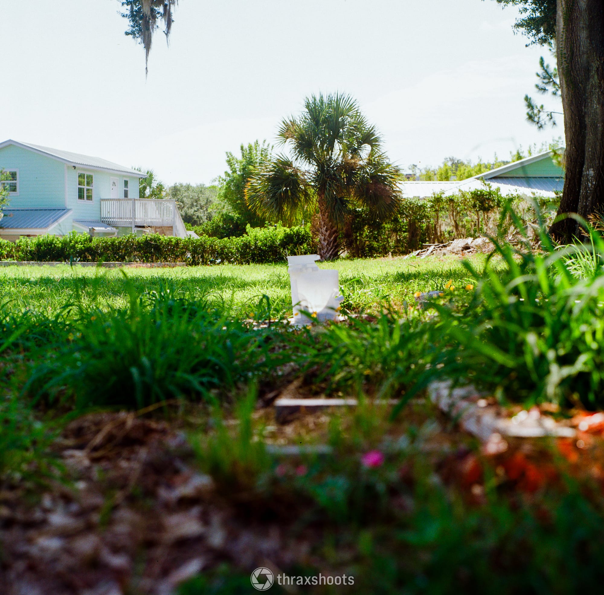 A low-angle outdoor shot looking across a bright green grassy lawn. In the foreground, green plants and soil are softly blurred. In the background, a light blue two-story house with a white balcony sits on the left, a solitary palm tree stands in the center of the yard, and another building's roofline appears on the right under a bright, clear sky.