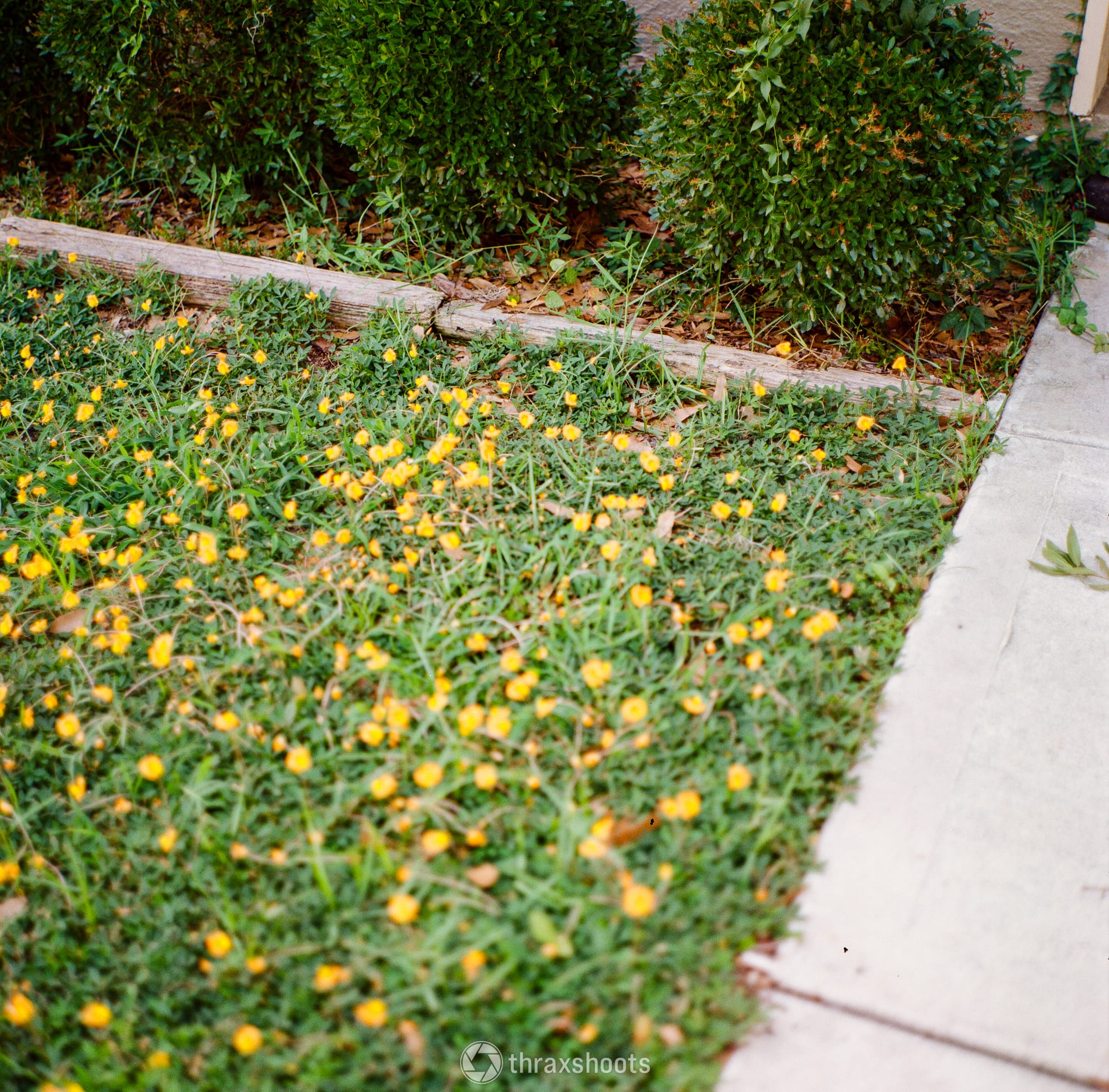 A high-angle view of a dense patch of green ground cover filled with hundreds of tiny blooming yellow flowers. The floral patch is bordered along the top by a weathered wooden landscape beam and large green manicured shrubs. A clean concrete sidewalk runs along the right side of the frame.