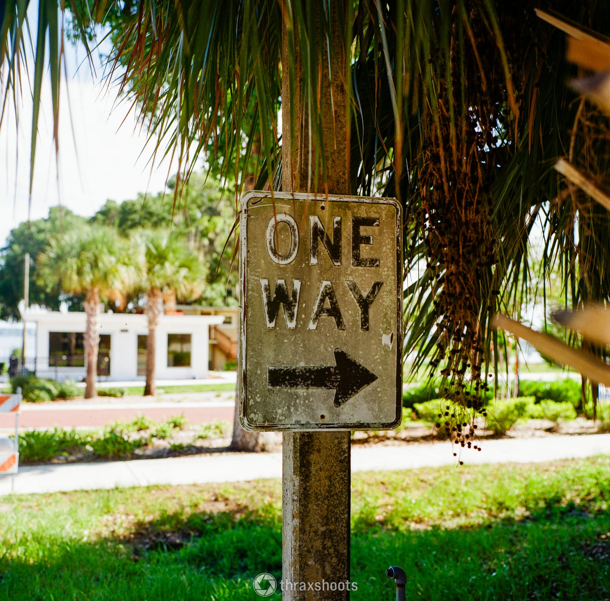 A close-up shot of a weathered, rectangular "ONE WAY" sign with a black arrow pointing to the right. The sign is heavily distressed, stained, and mounted on a concrete post. Large, green palm tree fronds hang directly over and around the sign, casting shadows. A white building and coastal landscape are visible in the blurry background.