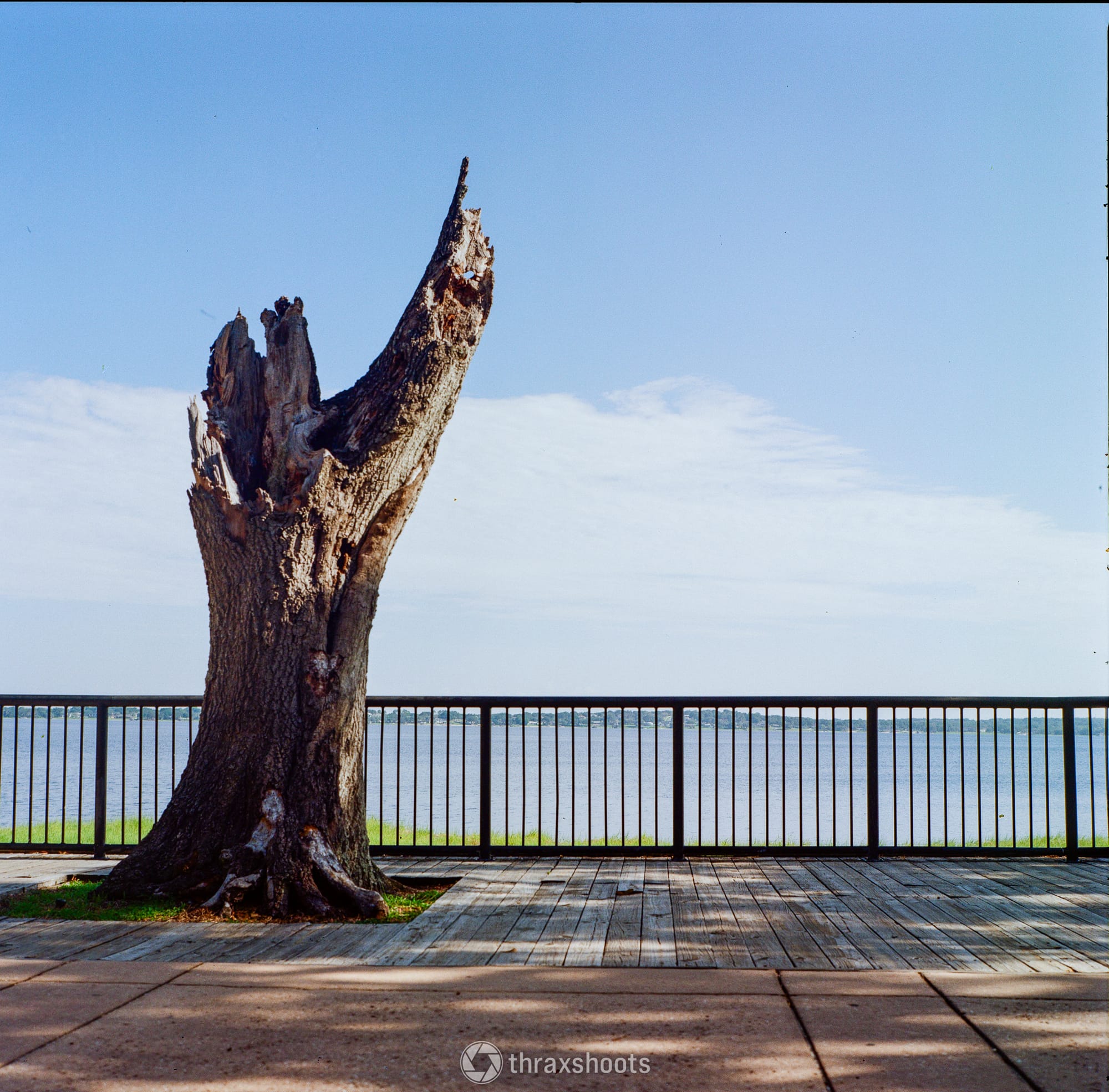 A stark, hollowed-out dead tree trunk with jagged, broken branches standing on a wooden boardwalk. The boardwalk is lined with a black metal safety railing. Beyond the railing, a wide, calm body of water stretches to the horizon under a bright blue sky with wispy white clouds. Strong shadows from nearby trees stretch across the concrete walkway in the foreground.