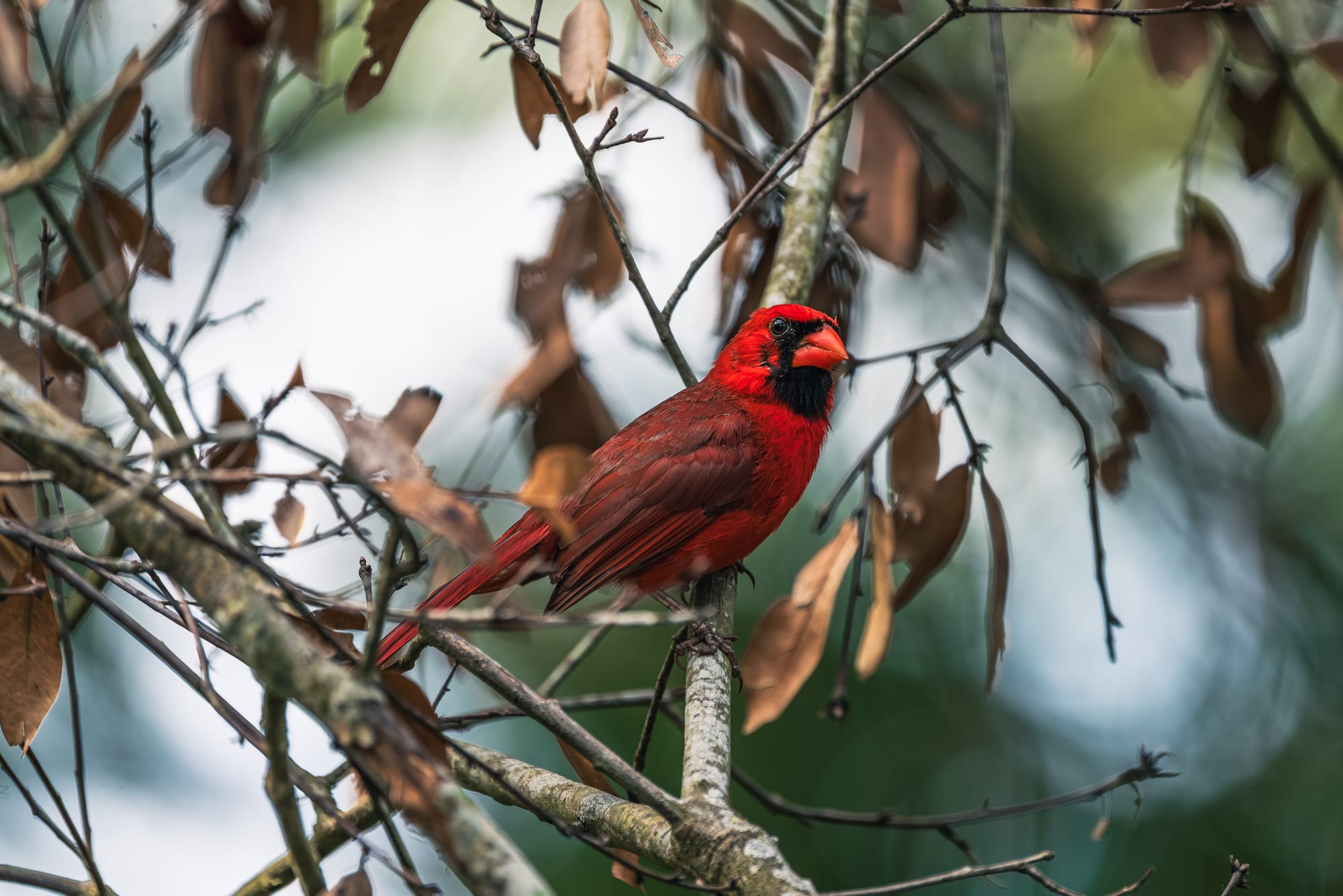 A bright red male northern cardinal perched on a weathered, light-colored tree branch. The bird is facing right, displaying its distinct black face mask and sharp orange beak, surrounded by a mix of bare twigs and dried brown leaves with a blurred green background.