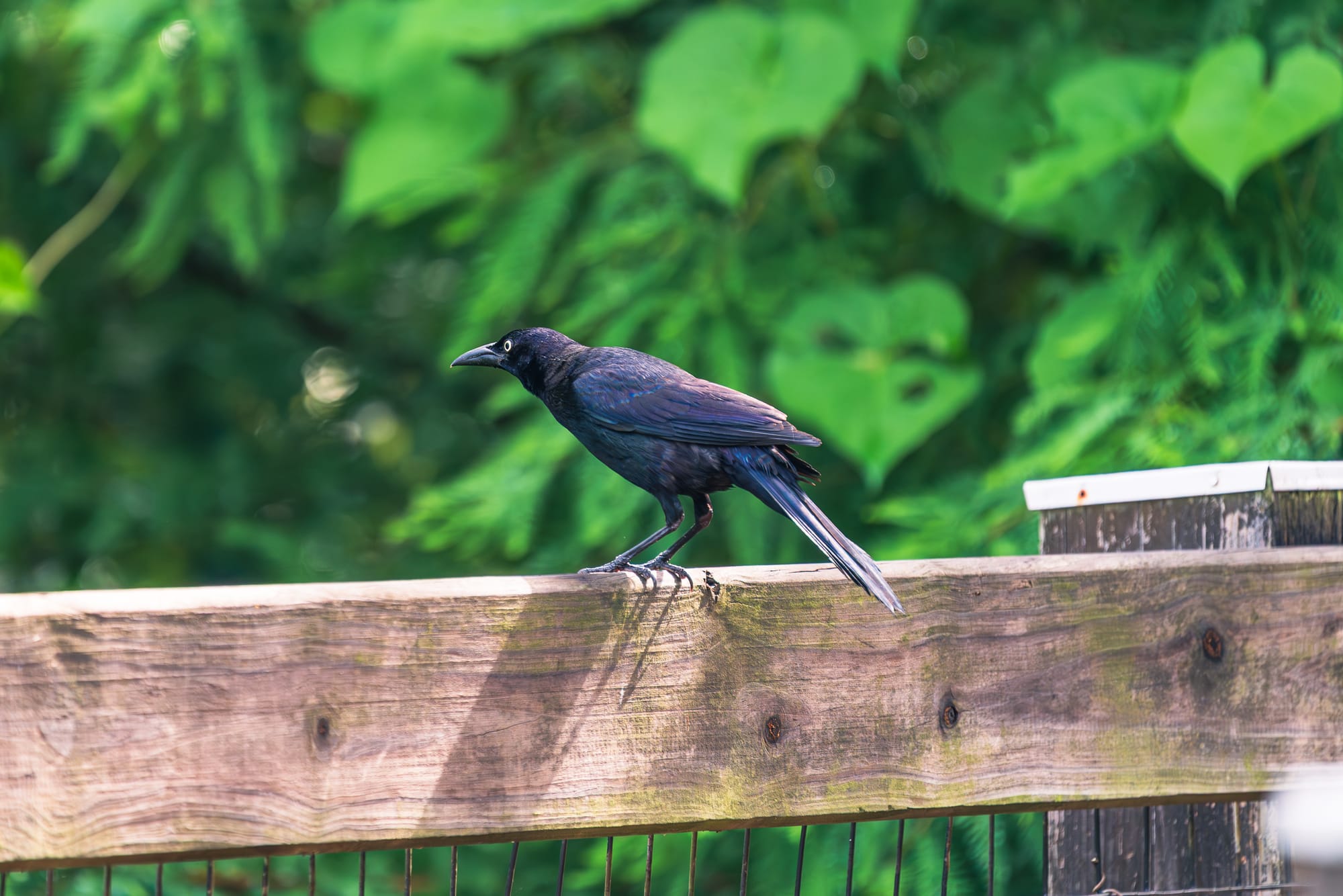 A sleek, iridescent dark purple and black boat-tailed grackle stands in profile on a weathered wooden railing. Its long tail feathers extend downward, its yellow eye is visible, and the background is filled with lush, out-of-focus green leaves.