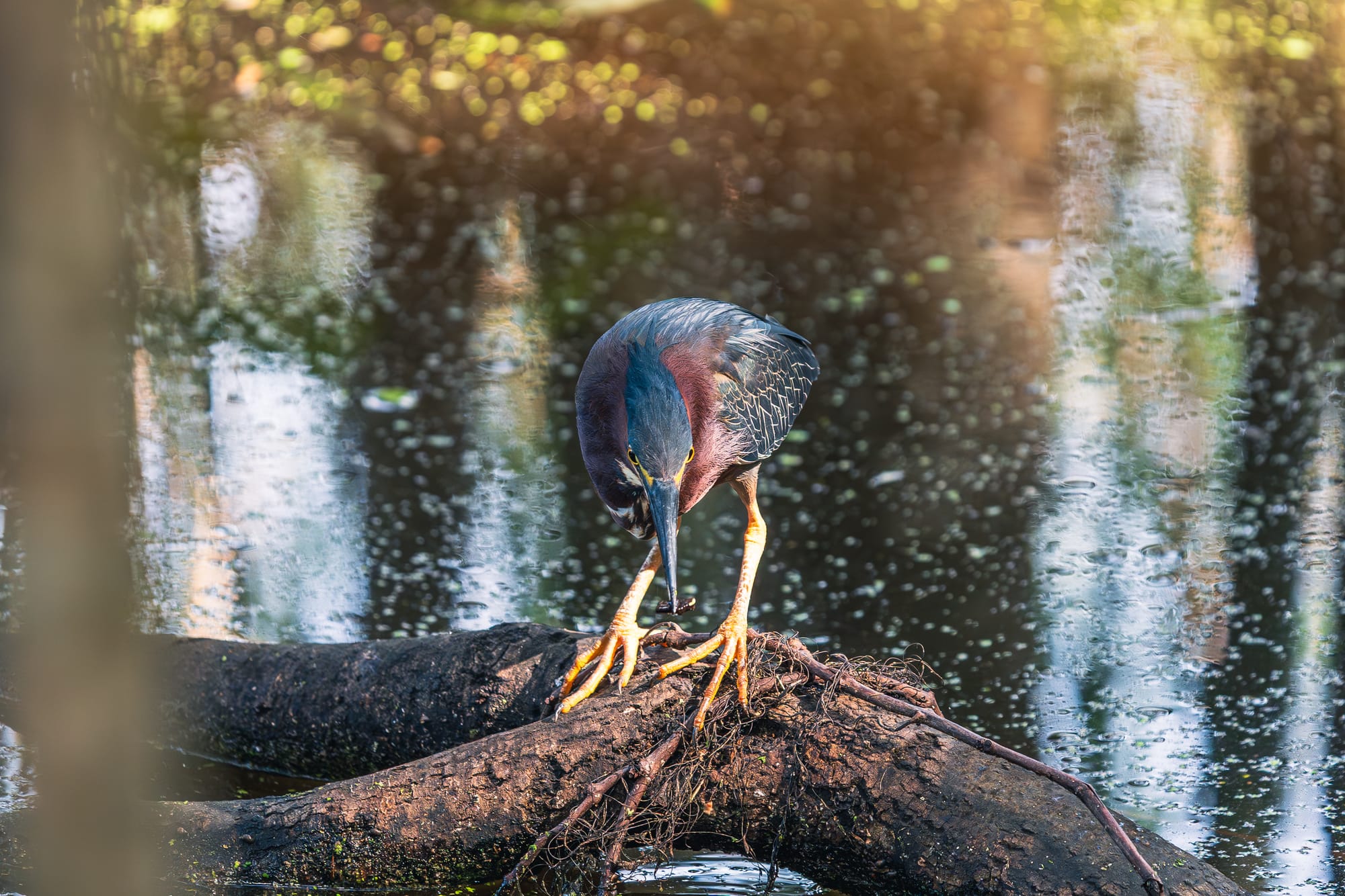 A green heron perched precariously on a dark, wet log stretching over swampy water. The bird is leaning far forward with its long, sharp beak pointed down as it hunts, showing off its deep blue-gray back feathers and bright yellow legs.