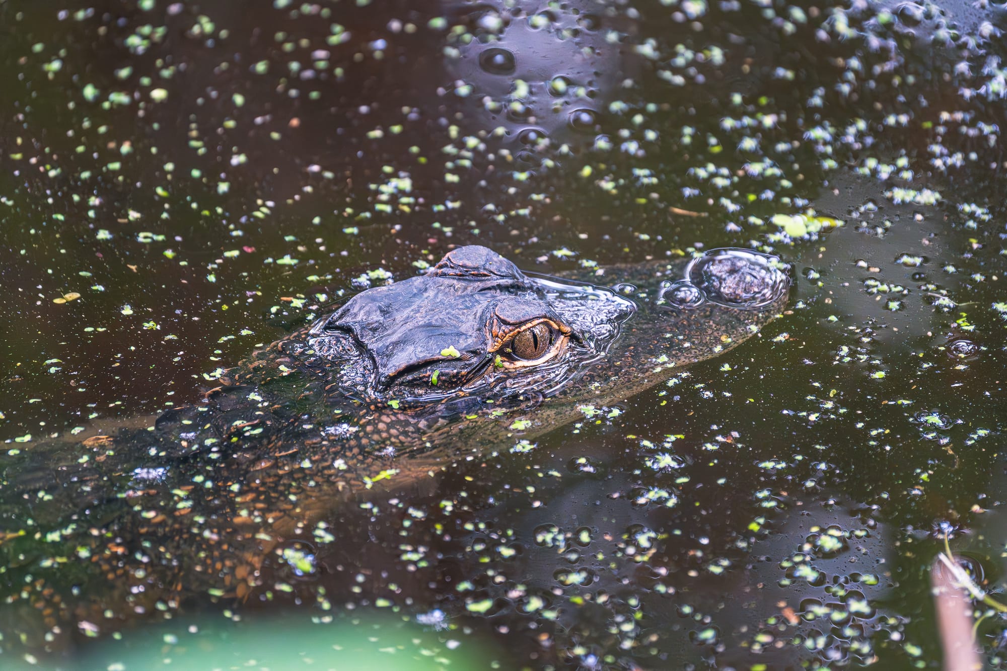 A close-up shot of an alligator's head breaking the surface of dark, murky water. Its textured scales and amber-colored eye are visible as it glides through a thick scattering of tiny green duckweed and surface bubbles.