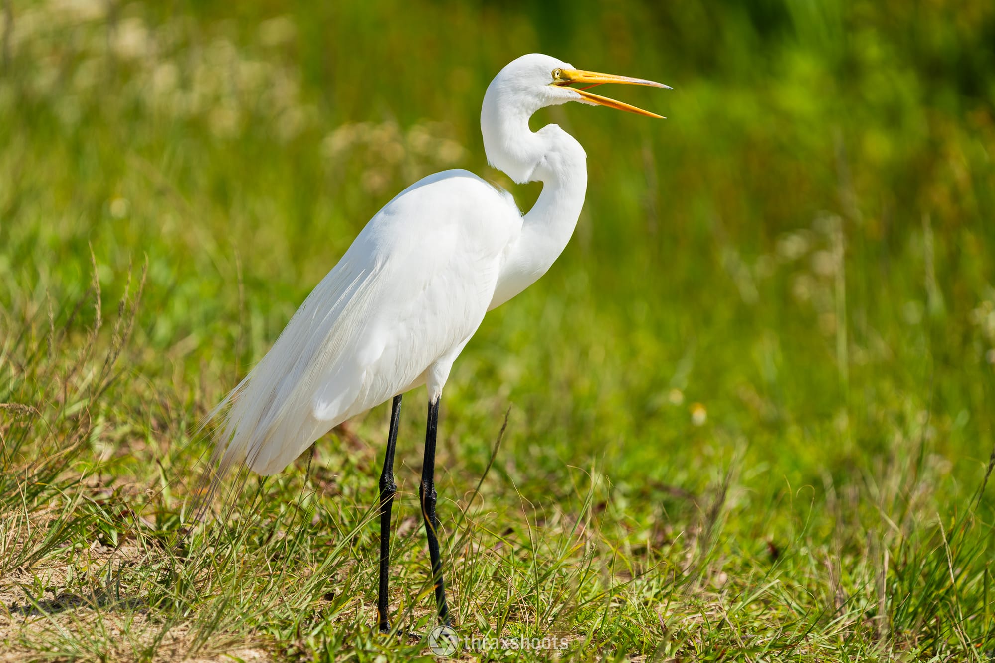 A full-body side view of a tall, white great egret standing on its long, thin black legs in a grassy field, its long yellow beak held open.