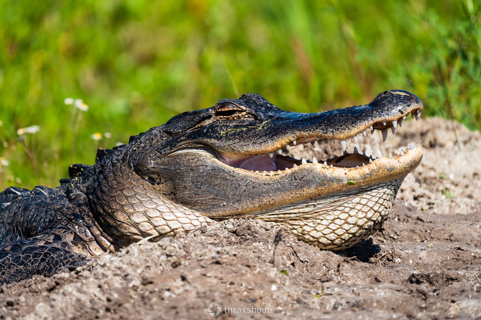 Close-up profile of an alligator basking in the mud, its large mouth slightly open to reveal its sharp teeth, with green grass in the background.