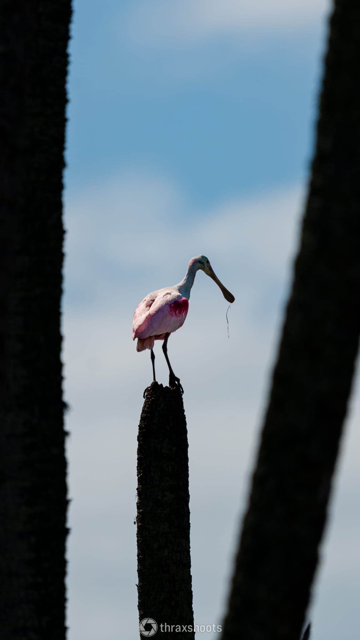 A roseate spoonbill standing atop a tall, dark wooden post, framed between two large, blurry tree trunks against a light blue sky with faint clouds.