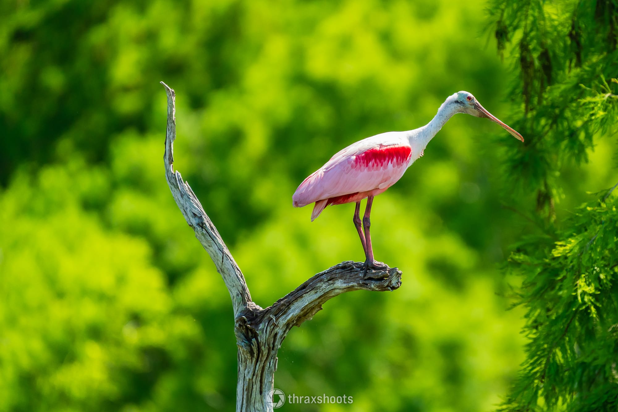 A vibrant pink roseate spoonbill perched gracefully on a weathered, bare tree branch with a lush, out-of-focus green foliage background.