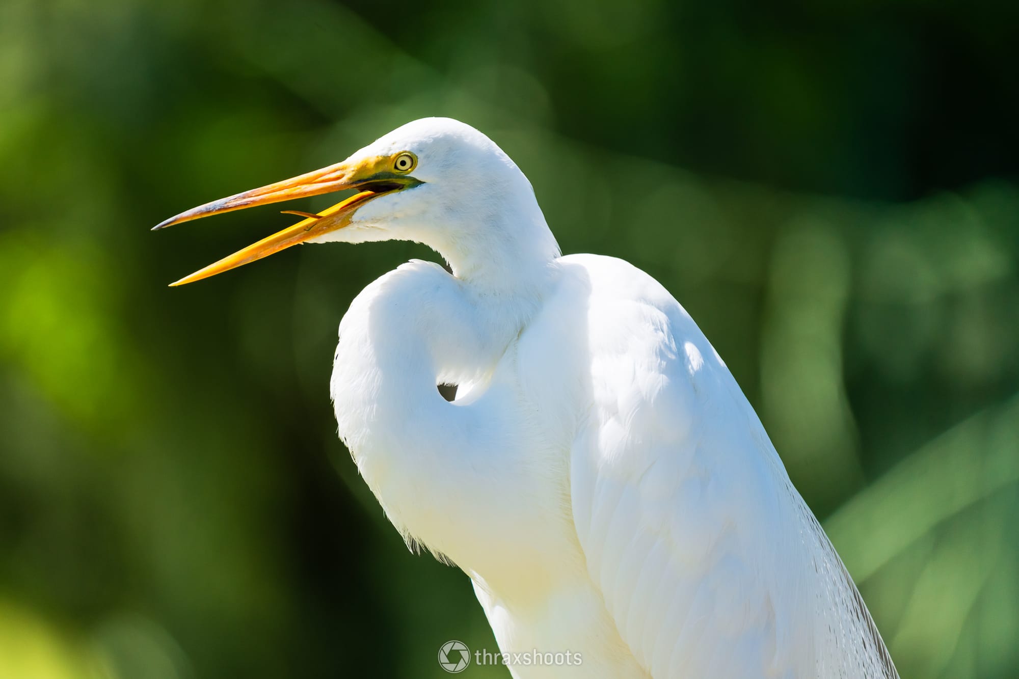 Close-up profile shot of a great egret with bright white plumage and an open yellow beak against a soft, blurred green background.