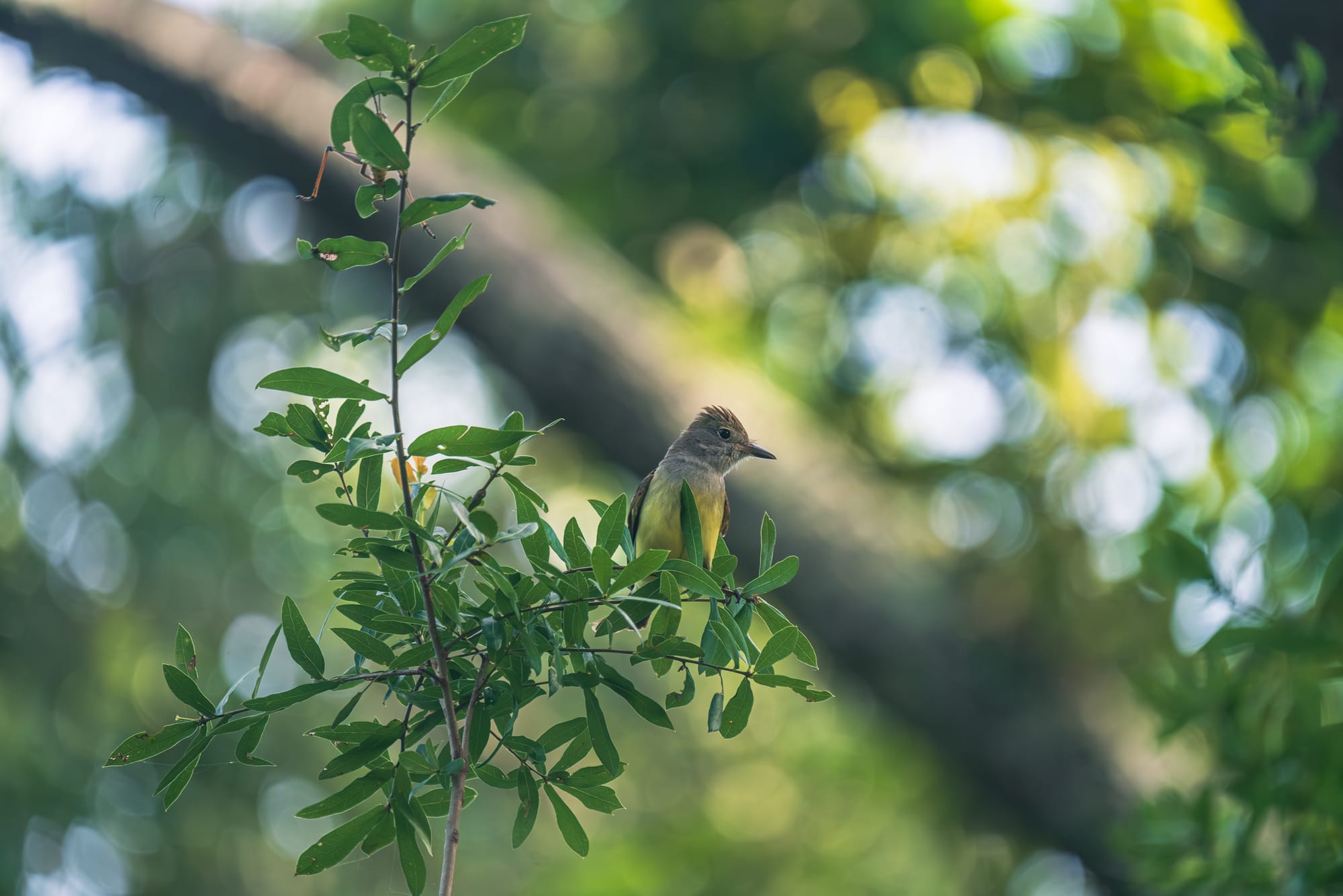 A small songbird with a gray head, a subtle crest, and a soft yellow belly perched on a thin, leafy green branch. 