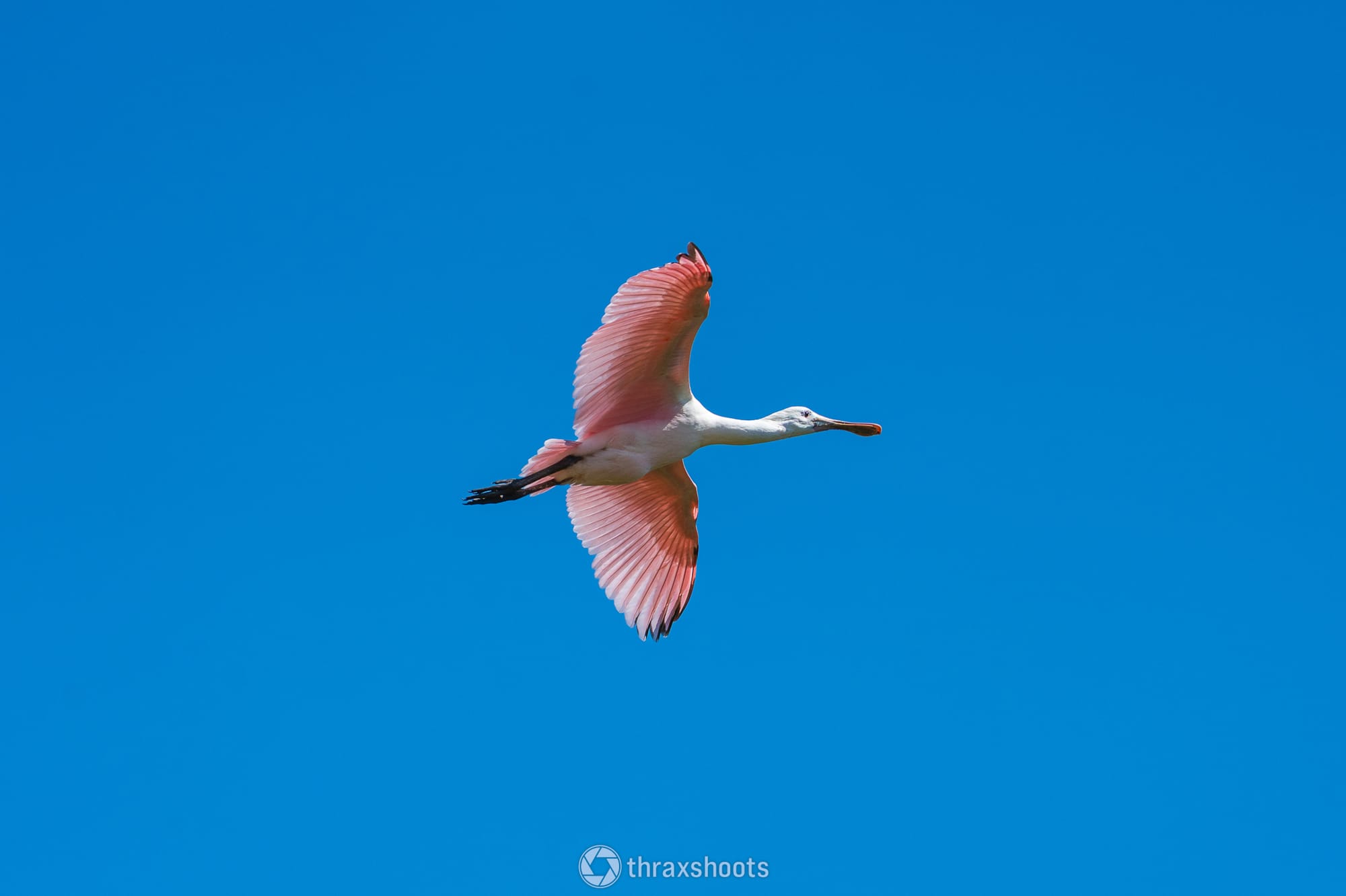 A roseate spoonbill captured in mid-flight with its distinctive pink wings fully extended against a clear, solid blue sky.