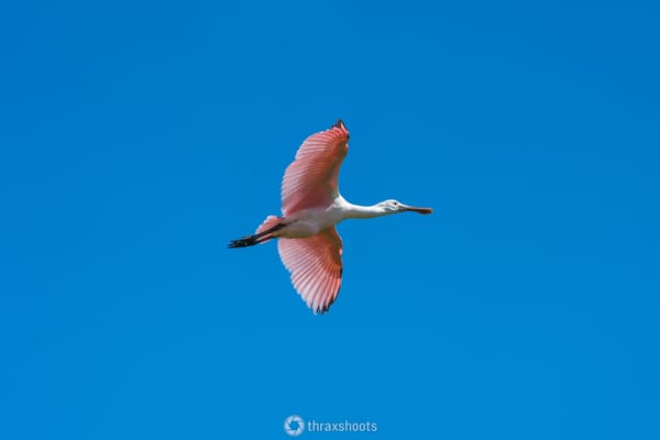 A roseate spoonbill captured in mid-flight with its distinctive pink wings fully extended against a clear, solid blue sky.
